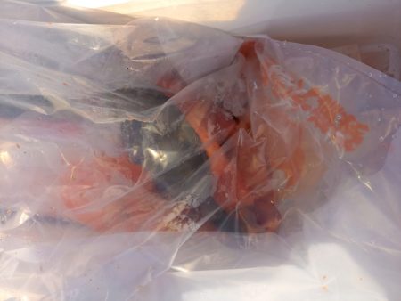 第二龍勢丸 釣果