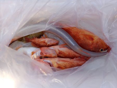 第二龍勢丸 釣果