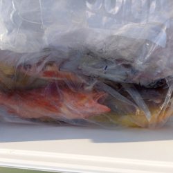 第二龍勢丸 釣果