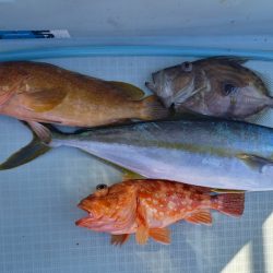 アマテラス 釣果