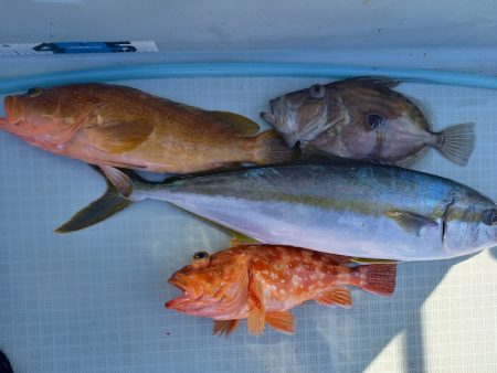 アマテラス 釣果