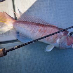 アマテラス 釣果