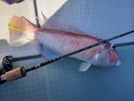 アマテラス 釣果