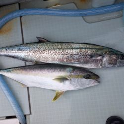 アマテラス 釣果