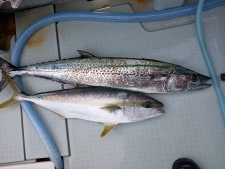 アマテラス 釣果