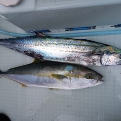 アマテラス 釣果