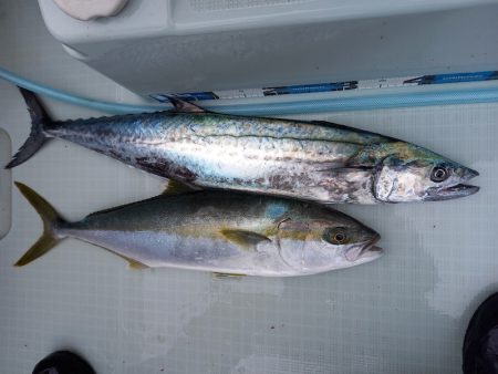 アマテラス 釣果