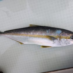 アマテラス 釣果