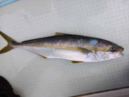 アマテラス 釣果