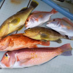 アマテラス 釣果