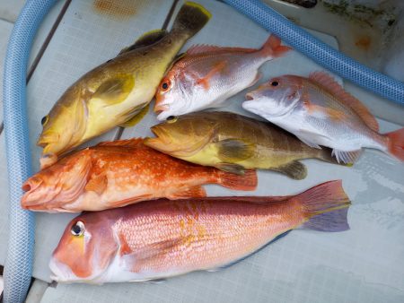 アマテラス 釣果