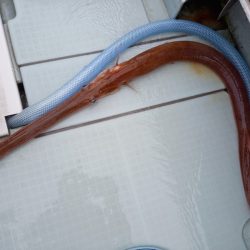 アマテラス 釣果