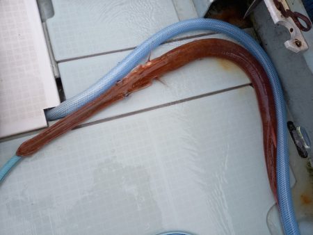 アマテラス 釣果