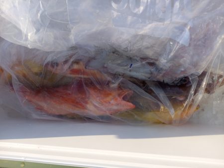 第二龍勢丸 釣果