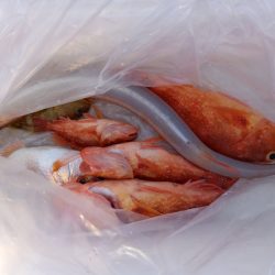 第二龍勢丸 釣果