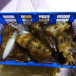 海龍丸（石川） 釣果