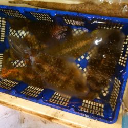 海龍丸（石川） 釣果