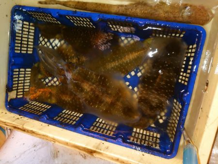 海龍丸（石川） 釣果