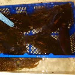 海龍丸（石川） 釣果