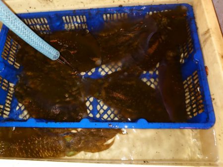 海龍丸（石川） 釣果