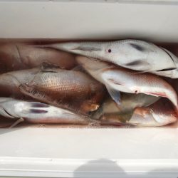 第二八坂丸 釣果