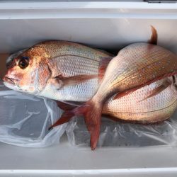 第二八坂丸 釣果