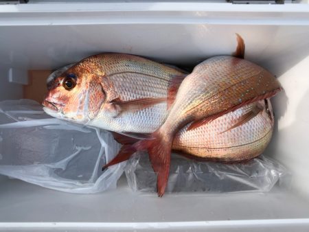 第二八坂丸 釣果