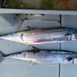 アマテラス 釣果