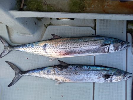 アマテラス 釣果