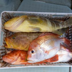 アマテラス 釣果