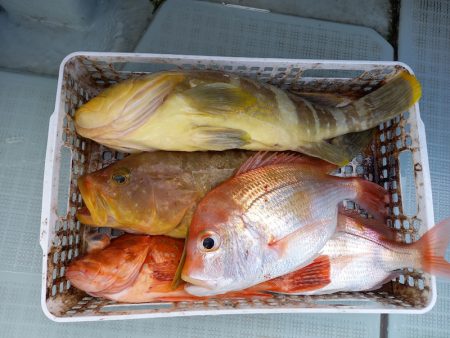 アマテラス 釣果