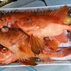 アマテラス 釣果