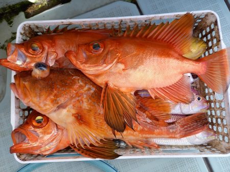 アマテラス 釣果