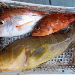 アマテラス 釣果