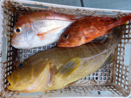 アマテラス 釣果