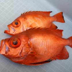 アマテラス 釣果