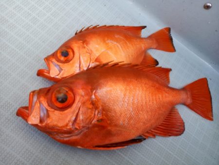 アマテラス 釣果