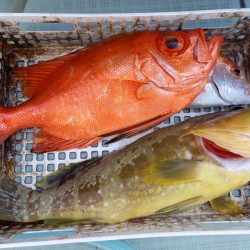 アマテラス 釣果