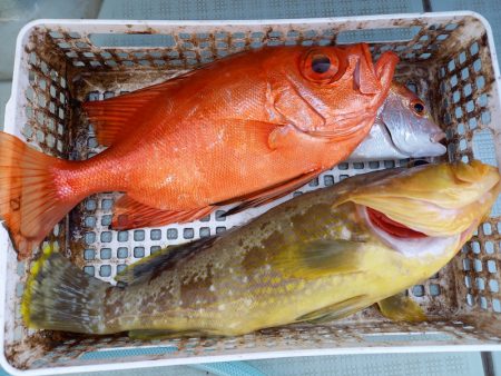 アマテラス 釣果