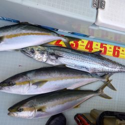 アマテラス 釣果