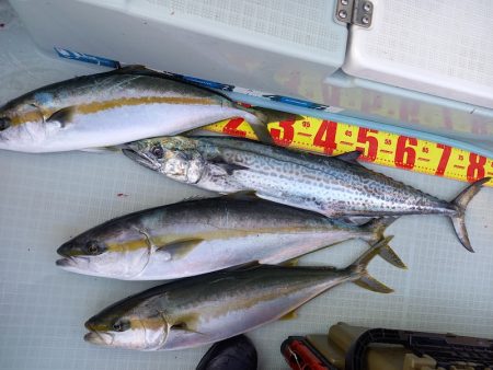 アマテラス 釣果