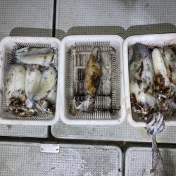 遊漁船高橋 釣果