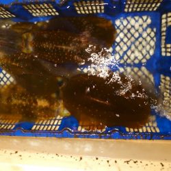 海龍丸（石川） 釣果