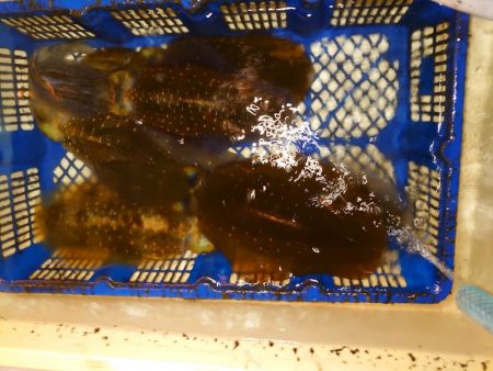 海龍丸（石川） 釣果