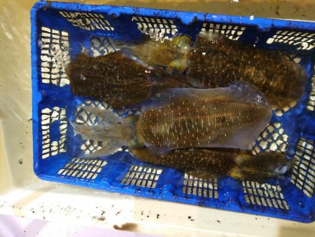 海龍丸（石川） 釣果