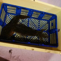 海龍丸（石川） 釣果