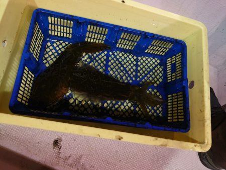 海龍丸（石川） 釣果