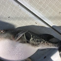 エムズジャーク(M’s JERK) 釣果