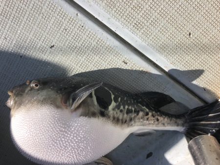 エムズジャーク(M’s JERK) 釣果