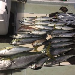 エムズジャーク(M’s JERK) 釣果